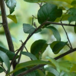 Earth Day Photo