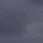 MissionBats